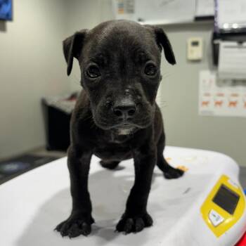 Stack -  Labrador Retriever and Black Mouth Cur Dog for Adoption in Tampa, Florida - Stack | PetCurious