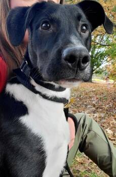 Rescue Mixed Breed Dogs for Adoption in Cincinnati, Ohio - Leo | PetCurious