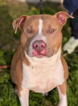 Terrier Dogs Available for Adoption in Gulfport, Mississippi - Luca | PetCurious