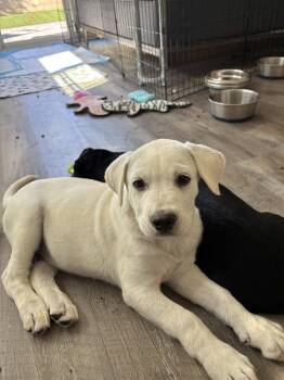CR - Aspen -  Labrador Retriever Dog for Adoption in San Diego, California - CR - Aspen | PetCurious