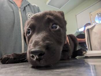 DAME EDNA* -  German Shepherd Dog and Siberian Husky Dog for Adoption in Santa Cruz, California - DAME EDNA* | PetCurious