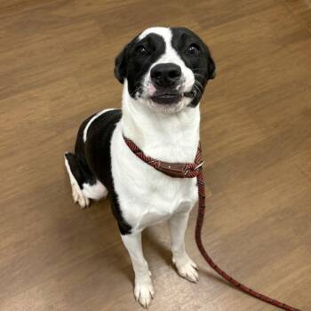 Piper -  Collie and Mixed Breed Dog for Adoption in Beaumont, Texas - Piper | PetCurious