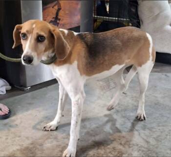 Foxhound Dogs Available for Adoption in Westminster, Maryland - Jolene | PetCurious