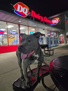 Rescue Staffordshire Bull Terrier Dogs for Adoption in Wilmington, Illinois - Mama Shadow | PetCurious