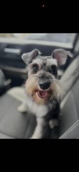 Lexi - The Stunning Schnauzer -  Miniature Schnauzer Dog for Adoption in Citrus Heights, California - Lexi - The Stunning Schnauzer | PetCurious