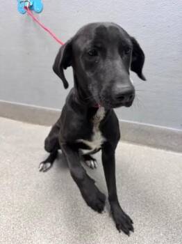MAVERICK -  Labrador Retriever and Mixed Breed Dog for Adoption in Las Vegas, Nevada - MAVERICK | PetCurious