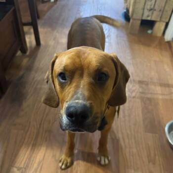 Nugget -  Boxer and Mixed Breed Dog for Adoption in Lenoir, North Carolina - Nugget | PetCurious