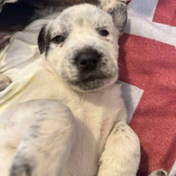 Rescue Mixed Breed Dogs for Adoption in Wando, South Carolina - Banks | PetCurious