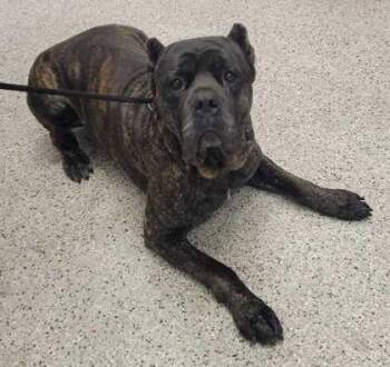 Totoro -  Cane Corso and Mixed Breed Dog for Adoption in Kansas City, Missouri - Totoro | PetCurious