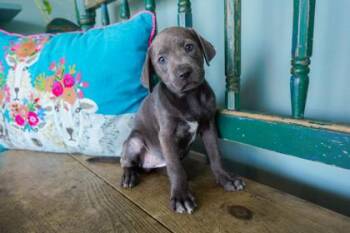Martina -  Labrador Retriever and Catahoula Leopard Dog Dog for Adoption in San Antonio, Texas - Martina | PetCurious