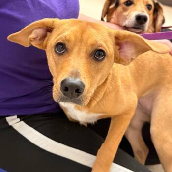 Honey -  Mixed Breed Dog for Adoption in Evansville, Indiana - Honey | PetCurious