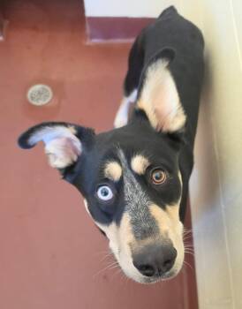 Buckley -  Mixed Breed Dog for Adoption in Ionia, Michigan - Buckley | PetCurious
