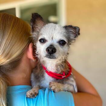 William -  Chihuahua Dog for Adoption in Ramona, California - William | PetCurious