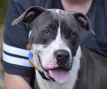 Rescue American Staffordshire Terrier Dogs for Adoption - Lindsey Vonn | PetCurious