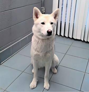 Rescue Mixed Breed Dogs for Adoption in Nashville, Tennessee - Granola | PetCurious