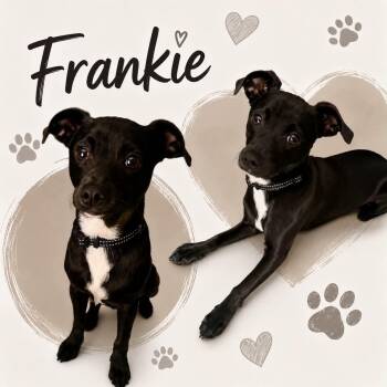 Frankie -  Chihuahua Dog for Adoption in Yuba City, California - Frankie | PetCurious