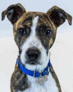 Terrier and Italian Greyhound Dogs Available for Adoption in Kennesaw, Georgia - Aero | PetCurious