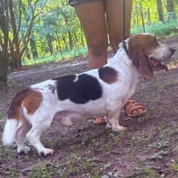 Roberto -  Basset Hound Dog for Adoption in Mount Vernon, Arkansas - Roberto | PetCurious