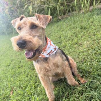 Rosie the Welsh Terrier -  Welsh Terrier Dog for Adoption in Tunica, Mississippi - Rosie The Welsh Terrier | PetCurious