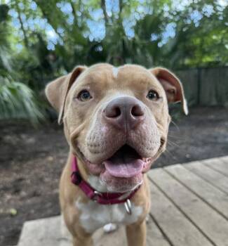 Esmerelda -  Mixed Breed Dog for Adoption in Charleston, South Carolina - Esmerelda | PetCurious