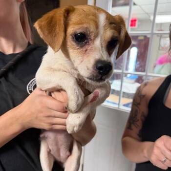 Intake_8 -  Mixed Breed Dog for Adoption in Savannah, Georgia - Intake_8 | PetCurious