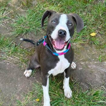 Flurry D11862 -  Hound Dog for Adoption - Flurry D11862 | PetCurious