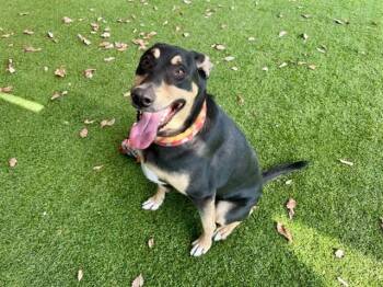 Doberman Pinscher and Mixed Breed Dogs Available for Adoption in Rowlett, Texas - CLINT | PetCurious