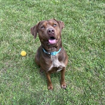 Annika -  Chocolate Labrador Retriever Dog for Adoption in West Jefferson, Ohio - Annika | PetCurious