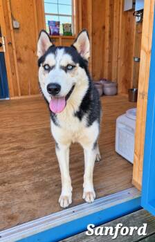 Sanford Yrly 410 -  Husky Dog for Adoption in Sidney, Ohio - Sanford Yrly 410 | PetCurious