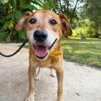 Rescue Mixed Breed Dogs for Adoption in Greer, South Carolina - Bridge | PetCurious