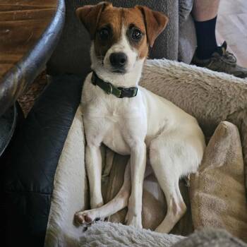 Rescue Jack Russell Terrier Dogs for Adoption in Hilton, New York - Russell | PetCurious