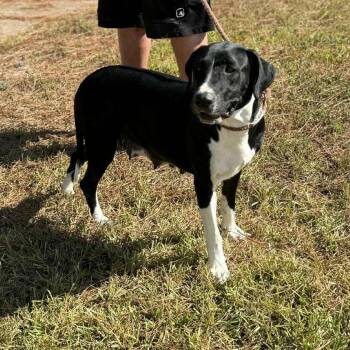 Rescue Great Dane and Black Labrador Retriever Dogs for Adoption in Spring, Texas - Mona | PetCurious