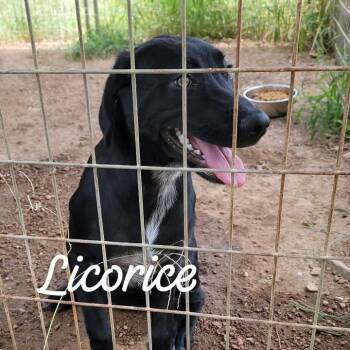 Licorice -  Mixed Breed Dog for Adoption in Buchanan Dam, Texas - Licorice | PetCurious