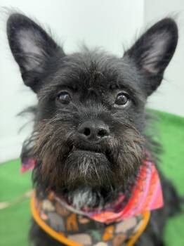 Clayton-One of our Amazing Rescue Dogs -  Affenpinscher and Scottish Terrier Dog for Adoption in Carlsbad, California - Clayton-One Of Our Amazing Rescue Dogs | PetCurious