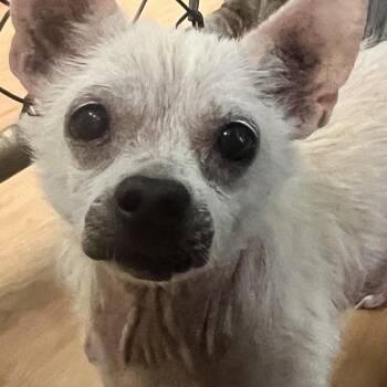 Crouton -  Chihuahua Dog for Adoption in Eustis, Florida - Crouton | PetCurious