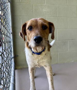 Rescue Terrier Dogs for Adoption in Crossville, Tennessee - JILL | PetCurious