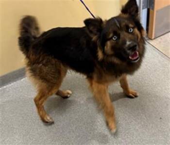 German Shepherd Dog and Siberian Husky Dogs Available for Adoption in Tustin, California - CHAUNCEY | PetCurious