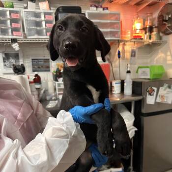Black Labrador Retriever Dogs Available for Adoption in Edinburg, Texas - Karma | PetCurious