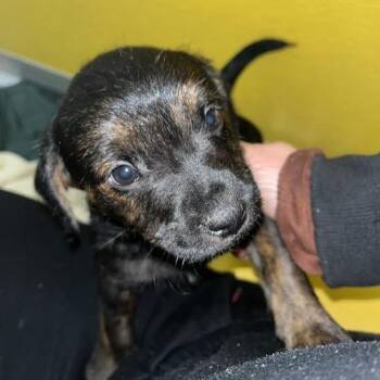 Wirehaired Terrier Dogs Available for Adoption - Walter | PetCurious