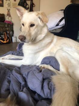 Autumn -  German Shepherd Dog Dog for Adoption - Autumn | PetCurious