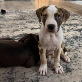 Butter Pecan -  Pit Bull Terrier and Great Dane Dog for Adoption in Hilton, New York - Butter Pecan | PetCurious