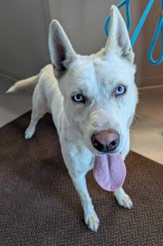 Hazy -  German Shepherd Dog and Husky Dog Available for Adoption in La Porte, Indiana - Hazy | PetCurious