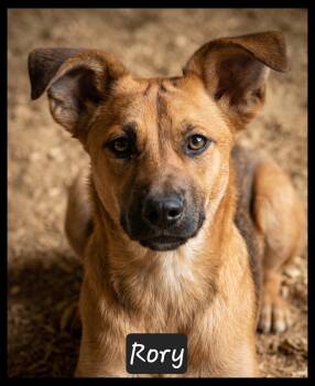 Terrier and Dachshund Dogs Available for Adoption in Granbury, Texas - Rory | PetCurious