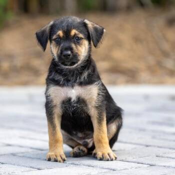 Rescue Labrador Retriever and Shepherd Dogs for Adoption in San Diego, California - Bessie Pup - Angus | PetCurious