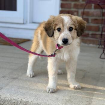 Great Pyrenees Dogs Available for Adoption - Coral | PetCurious