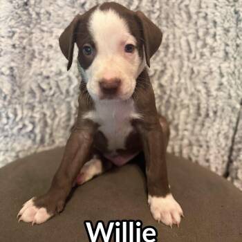 Willie Nelson (20260929-12) -  Labrador Retriever Dog for Adoption in Niagara Falls, Ontario - Willie Nelson (20260929-12) | PetCurious