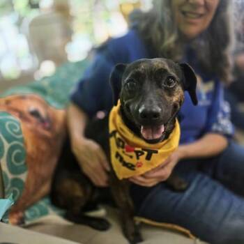 Rescue Dachshund Dogs for Adoption in Shelby, North Carolina - Rizzo | PetCurious