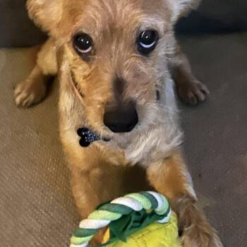 Rescue Terrier Dogs for Adoption in Villa Park, California - Biscuit | PetCurious