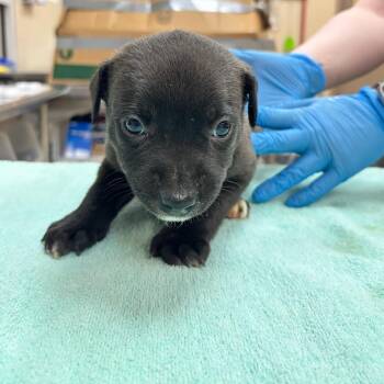 Black Mouth Cur Dogs Available for Adoption in Birmingham, Alabama - Kathrine Hepburn | PetCurious