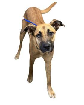 Rescue Shepherd Dogs for Adoption in Red Bluff, California - Cassidy | PetCurious